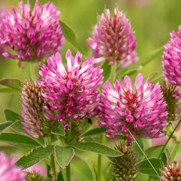 Red Clover