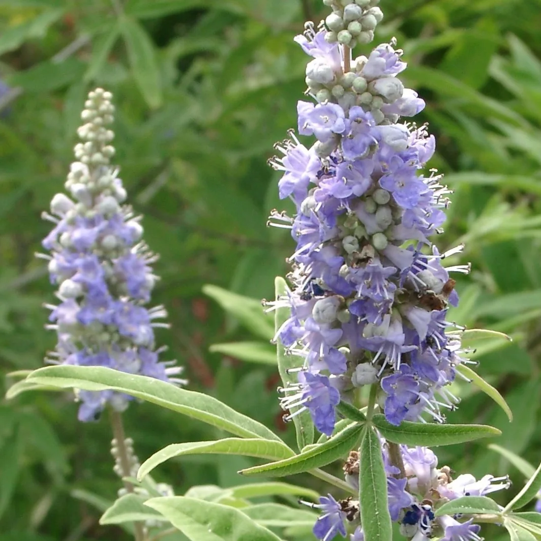 Vitex